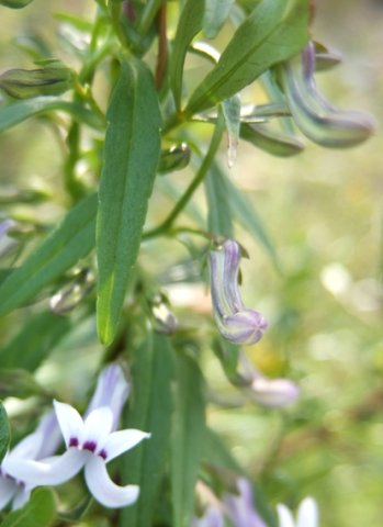 Cyphia digitata curved buds