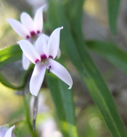 Cyphia digitata flowers