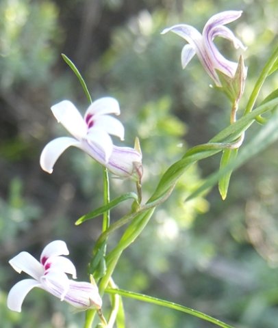 Cyphia digitata stems