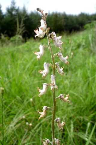 Cyphia longifolia
