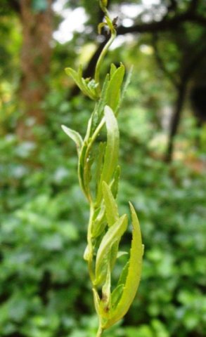 Cyphia stenopetala