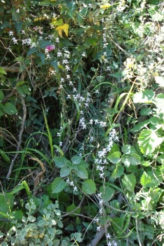 Cyphia sylvatica var. sylvatica flowering in dense vegetation