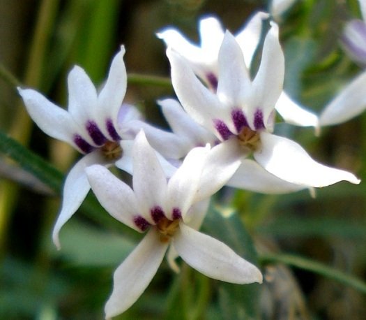 Cyphia sylvatica var. sylvatica 