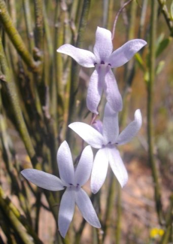Cyphia volubilis flowers