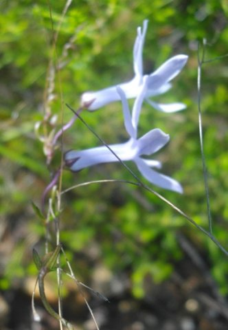 Cyphia volubilis