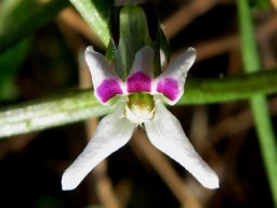 Cyphia crenata flower