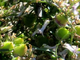 Cyphia crenata green fruit