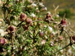 Cyphia digitata fruits like beads