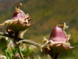Cyphia digitata unripe capsules