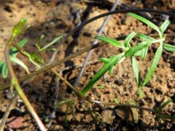 Cyphia digitata leaves young and old