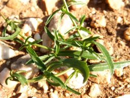 Cyphia digitata leaves