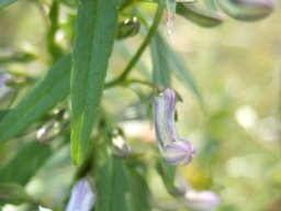 Cyphia digitata curved buds