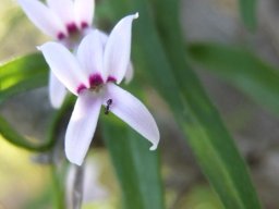 Cyphia digitata flowers