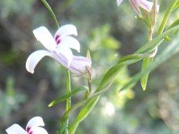 Cyphia digitata stems