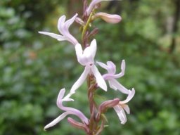 Cyphia stenopetala flowers