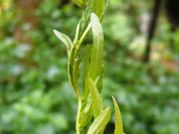 Cyphia stenopetala leaves
