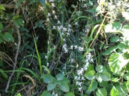Cyphia sylvatica var. sylvatica flowering in dense vegetation