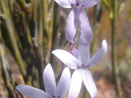 Cyphia volubilis flowers
