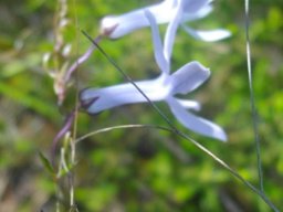 Cyphia volubilis