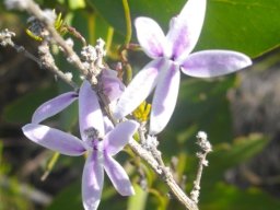 Cyphia volubilis a thirst-quencher to the informed