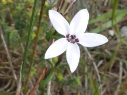 Cyphia volubilis flower and bud