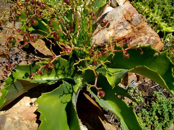 Cyphostemma hardyi leaves
