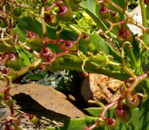 Cyphostemma hardyi fruit