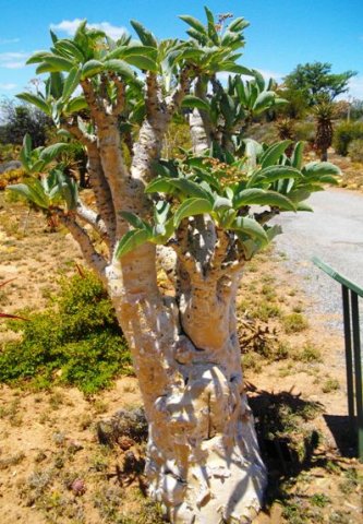 Cyphostemma juttae