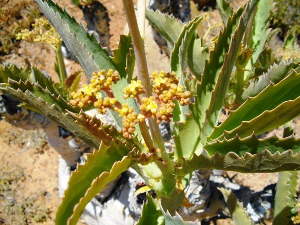 Cyphostemma juttae in flower