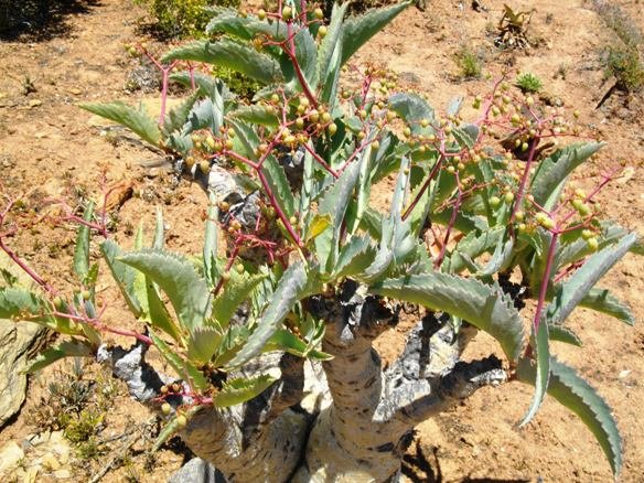 Cyphostemma juttae fruit