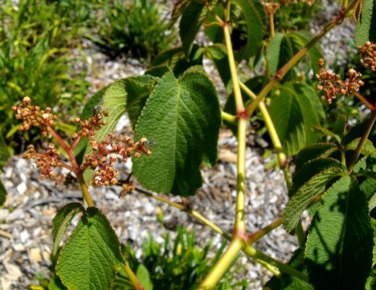 Cyphostemma lanigerum stems
