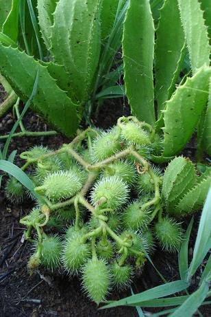 Cyphostemma schlechteri
