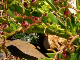 Cyphostemma hardyi fruit