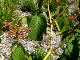 Cyphostemma lanigerum stems