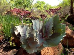 Cyphostemma oleraceum