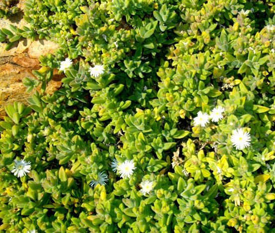 Delosperma calycinum