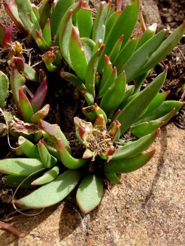 Delosperma carolinense spent flower