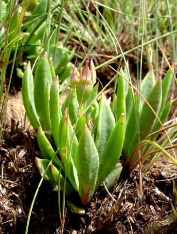Delosperma carolinense leaves