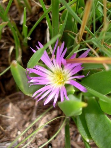 Delosperma carolinense flower