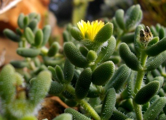 Delosperma echinatum