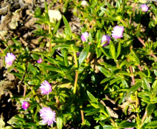 Delosperma ecklonis