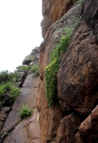 Delosperma nubigenum