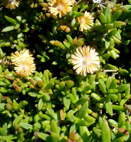 Delosperma prasinum