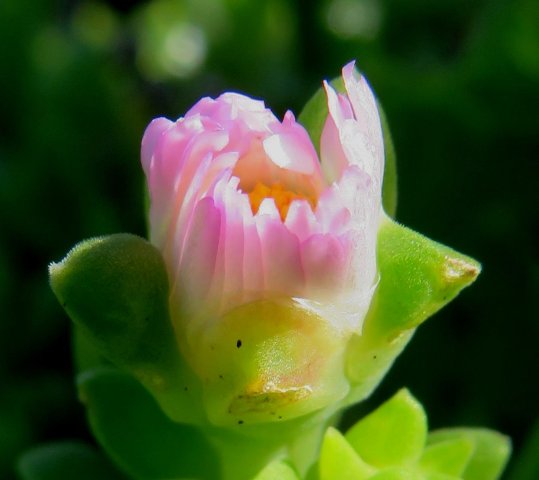Delosperma saxicola flower still to open