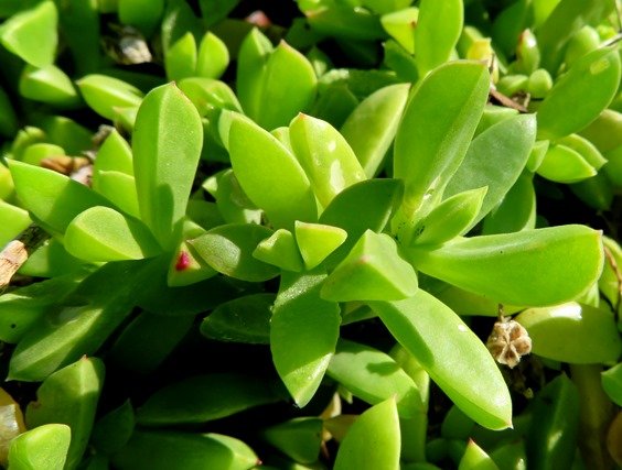 Delosperma saxicola leaves and fruit