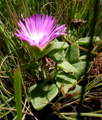 Delosperma sutherlandii 