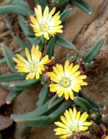 Delosperma leendertziae flowers