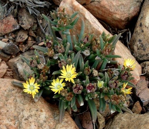 Delosperma leendertziae flowers and fruits