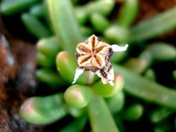 Delosperma basuticum