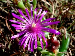Delosperma basuticum